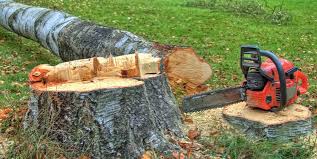 Best Stump Grinding and Removal  in Hoisington, KS